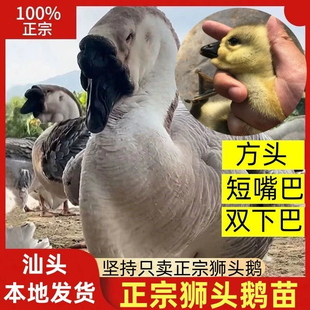 一斤狮头鹅活苗正宗特大种狮头鹅小鹅活苗汕头灰狮子头鹅活体宠物