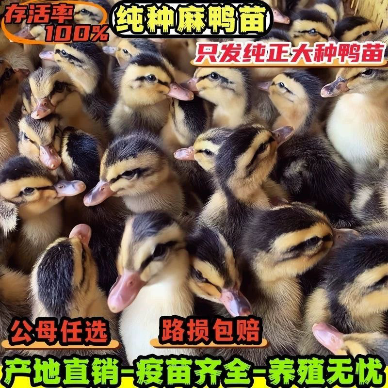 (30只装)麻鸭蛋鸭大种番鸭青头鸭水鸭旱鸭肉鸭土鸭【宠物鸭】4