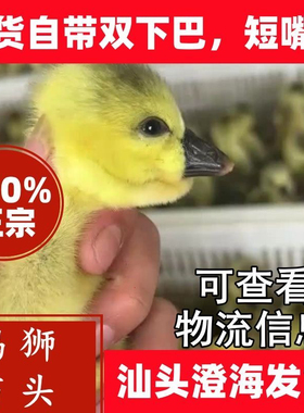 小鹅活体一斤正宗特大种狮头鹅活体潮汕特大狮子头鹅灰狮头鹅宠物