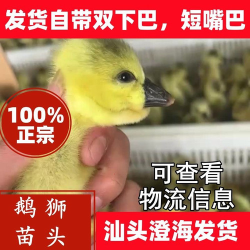 小鹅活体一斤正宗特大种狮头鹅活体潮汕特大狮子头鹅灰狮头鹅宠物