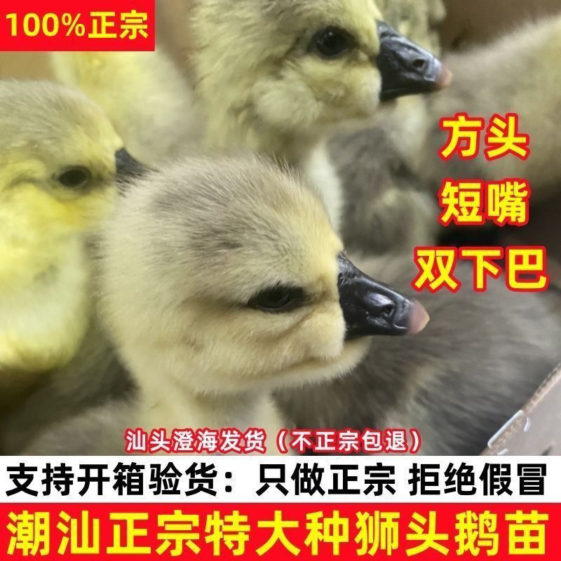 (4只装)正宗纯种澄海狮头鹅特大观赏鹅农家散养潮汕【宠物鸭】6