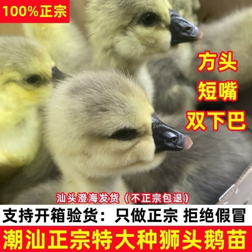 （4只装）正宗纯种澄海狮头鹅特大观赏鹅农家散养潮汕【宠物鸭】6