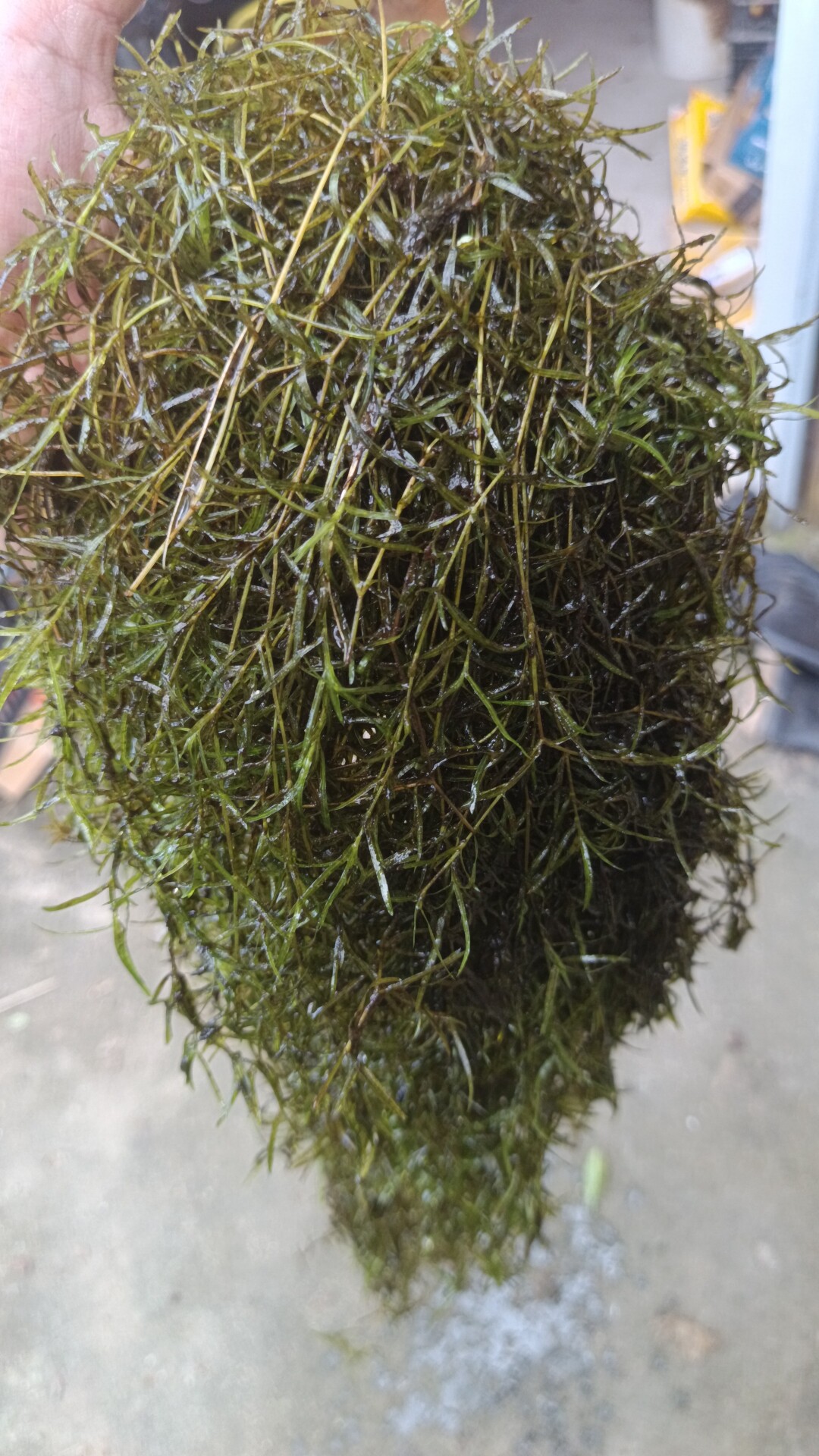 印度小竹节水草非常合适新手的阴性水草