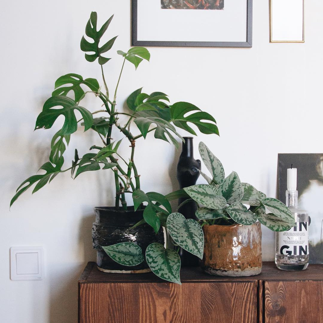 大叶银斑葛 花叶绿萝 室内水培盆栽 净化空气 吸甲醛办公室绿植