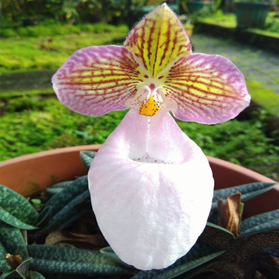 硬叶兜兰 P. micranthum 玉女兜兰 原生种盆栽绿植花卉雨林缸水陆在类目 鲜花速递/花卉仿真/绿植园艺, 花卉/绿植盆栽（新）, 花卉中 - 来自Buy2taobao.com提供专业的淘宝代购服务