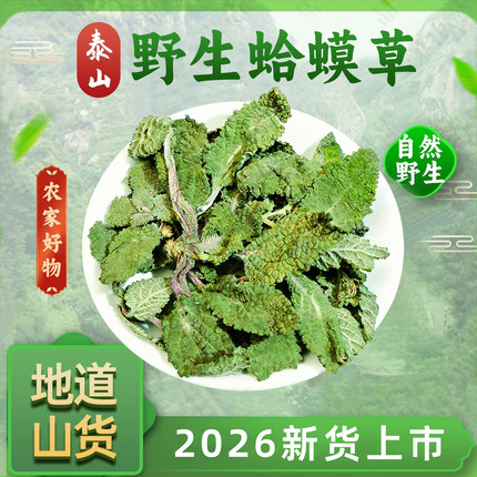 2026年泰山野生蛤蟆草干货整棵荔枝草癞蛤蟆草雪见草晒干新货上市