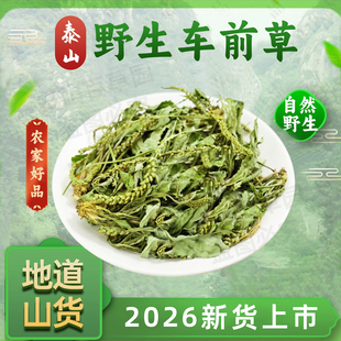 2026年泰山野生车前草干货牛耳草猪耳朵当道车轱辘菜晒干新货上市