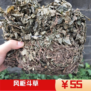 浙江野生风柜斗草 槠头红 风骨草 风谷草干品风鼓草包邮