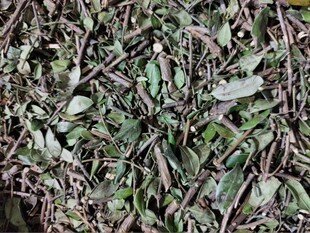 春根藤 香根藤伸筋藤小叶瓜子滕穿根藤强筋骨煲汤中药材500克包邮