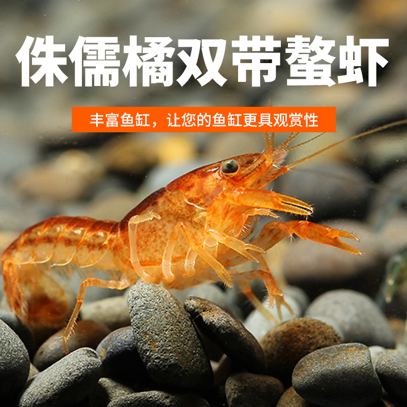 观赏虾鳌虾侏儒橘鳌虾迷你双带小型鳌虾淡水活体虾水族鱼缸宠物虾
