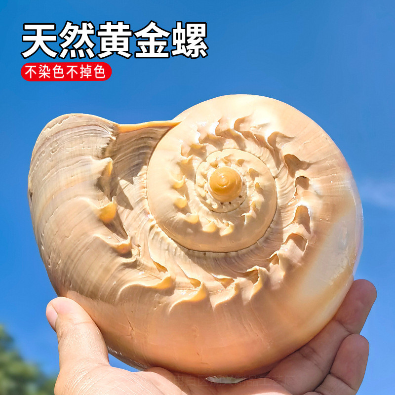 大海螺壳贝壳黄金螺瓢螺椰子螺可听大海的声音居家装饰工艺品礼物