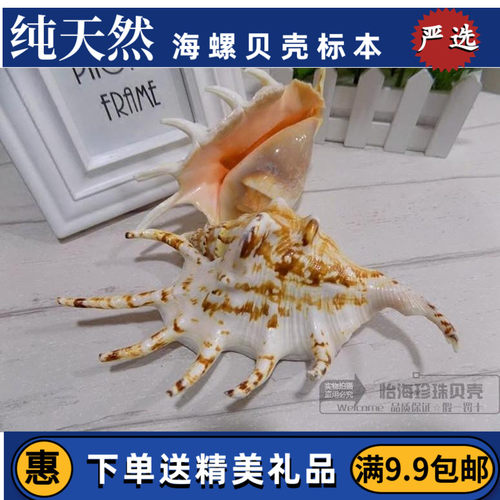 七角螺天然海螺贝壳珊瑚蜘蛛螺缸装饰品水族造景家居地台布置道具