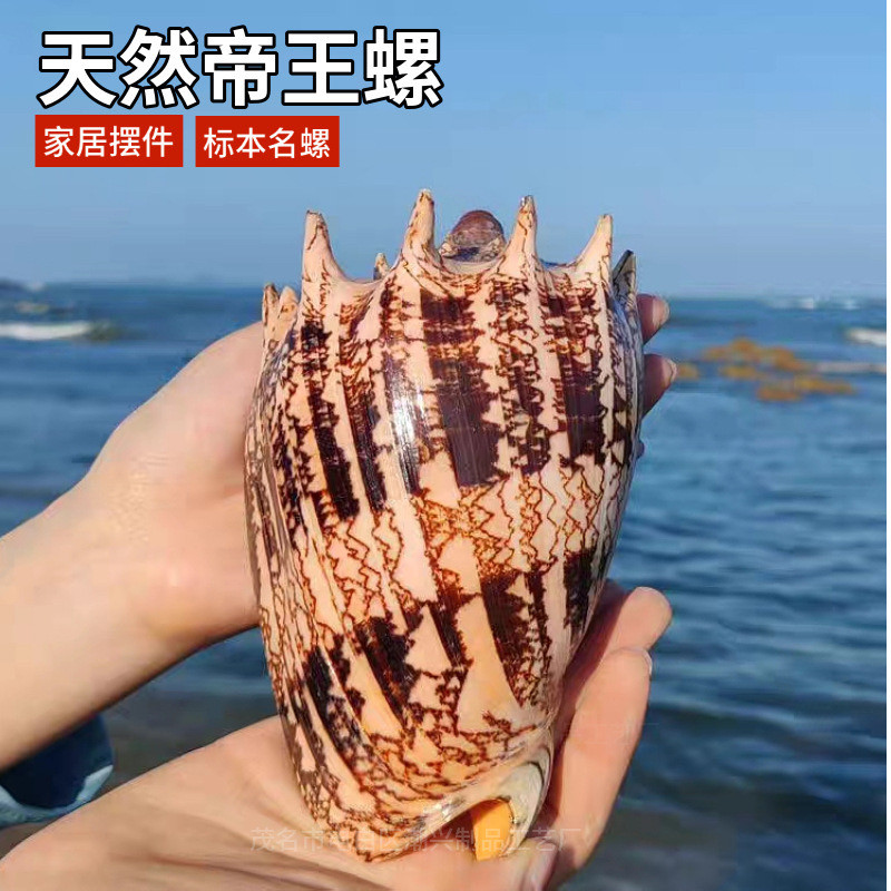天然海螺贝壳帝王螺鱼缸水族造景拍摄道具地台装饰收藏摆件包邮