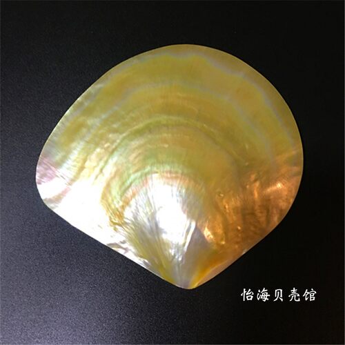 天然珍珠贝黄碟贝抛光贝海螺贝壳工艺品抛光黄碟贝 餐盘 首饰装饰