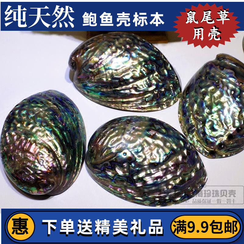 大鲍鱼壳天然贝壳海螺创意家居摆件首饰收纳香皂盒鼠尾草盆栽鱼缸