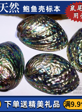 大鲍鱼壳天然贝壳海螺创意家居摆件首饰收纳香皂盒鼠尾草盆栽鱼缸