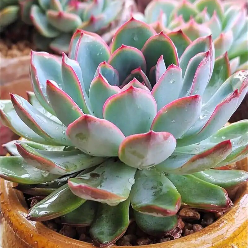 樱桃 经典莲花座多肉植物无根砍头苗组合盆栽肉肉花卉新手很好养