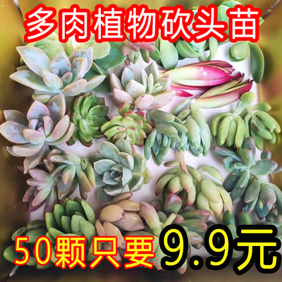 ５０个仅９.９元！多肉植物无根砍头苗肉肉种苗小苗多肉组合盆栽