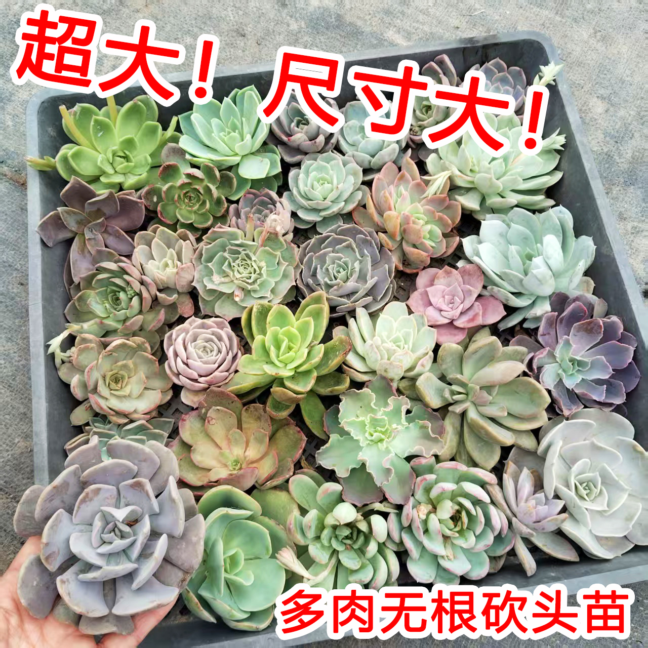 7-10ｃｍ超大砍头苗！质量好！多肉植物无根肉肉种苗小苗组合盆栽