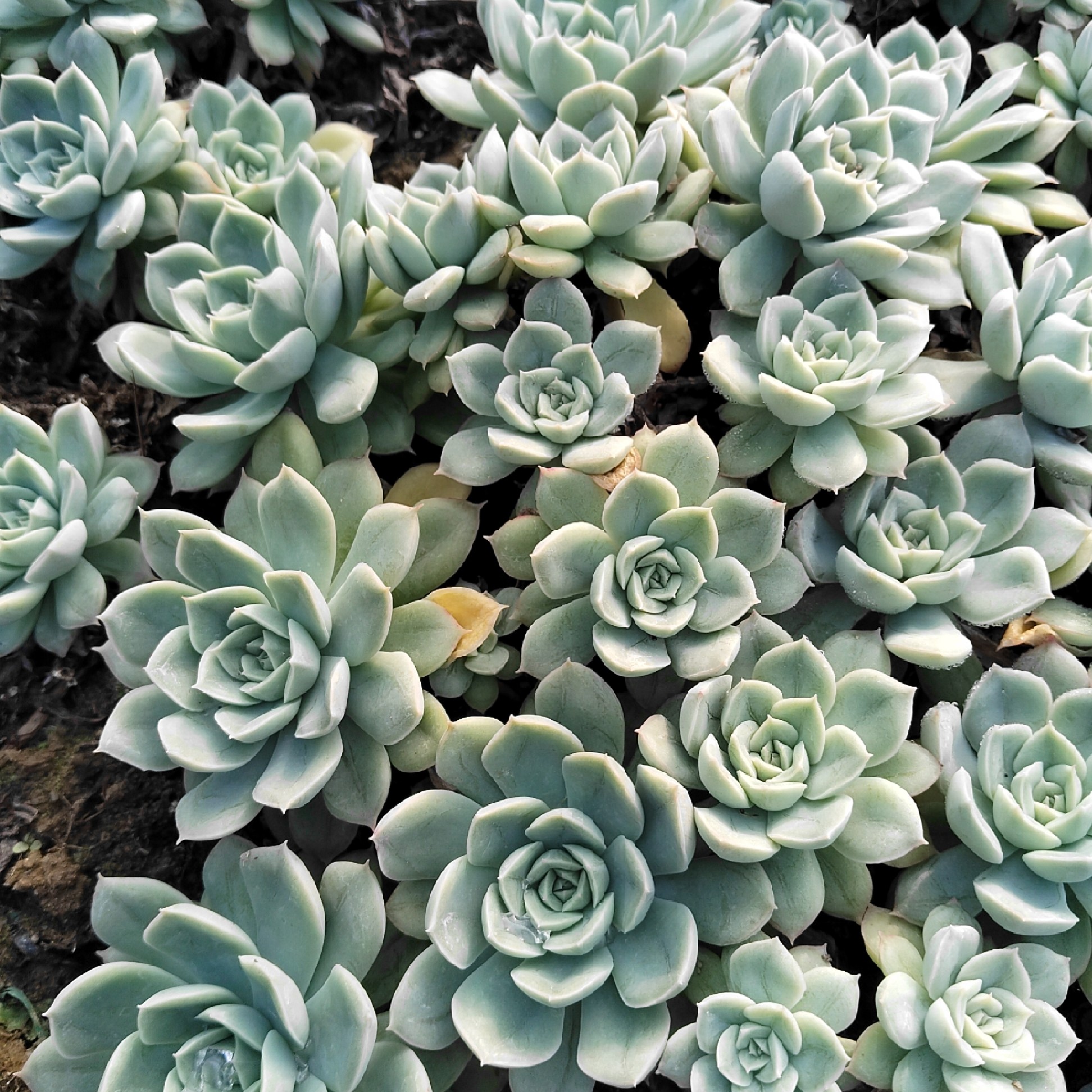 月亮仙子 多肉植物无根砍头苗肉肉种苗盆栽经典老品种很好养