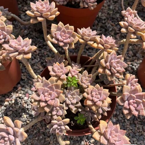 安伦培 阿伦培 多肉植物无根砍头苗肉肉小苗盆栽 容易长成悬崖桩