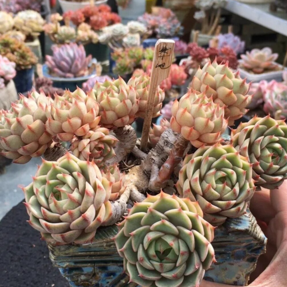 苯巴 经典莲花座多肉植物稀有贵货穴盘苗无根砍头苗种苗小苗盆栽