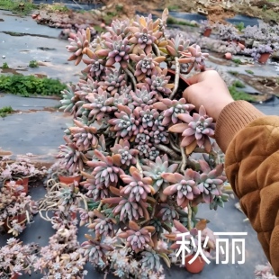 100个13.8元 秋丽无根砍头苗多肉植物小苗种苗肉肉耐寒耐晒极好养