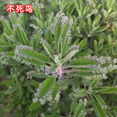 虎纹不死鸟 长大能做嫁接 多肉植物无根砍头苗肉肉很容易成活繁殖