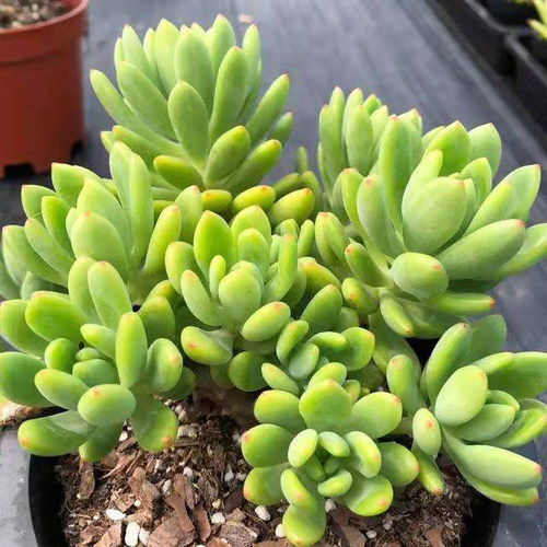 有淡淡香味多肉植物盆栽