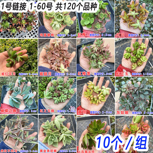 １0颗/组 120种多肉植物无根砍头苗肉肉种苗小苗组合盆栽 1号链接