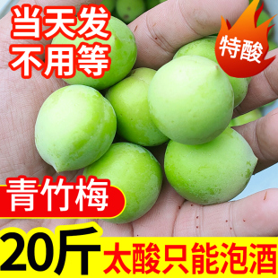陆河青梅果新鲜高山青竹梅现摘野生泡酒酸梅子孕妇水果酵素包邮