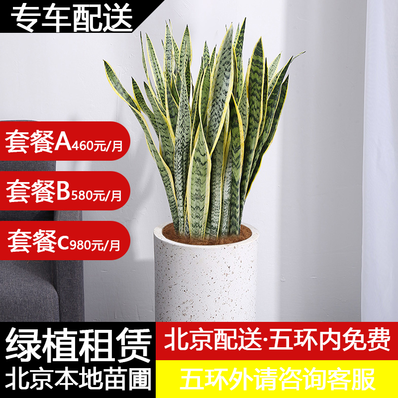 办公室绿植租赁北京植物租摆专业养护净化空气吸甲醛带发票