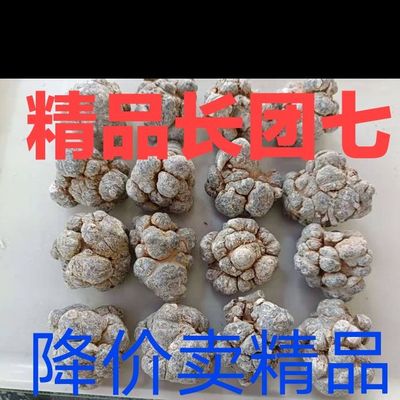 特级精品新鲜根干滑头带帽10头