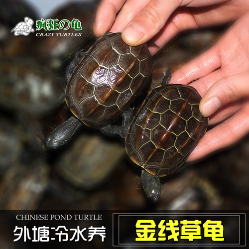 疯狂的龟冷水苏北金线草龟墨龟