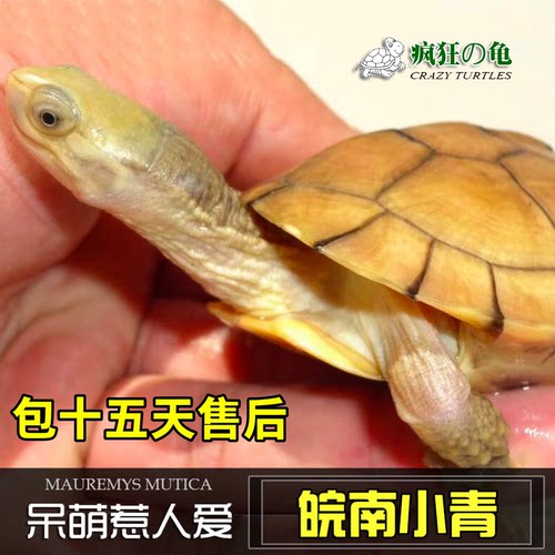 皖南发色小青黄喉拟水龟活体
