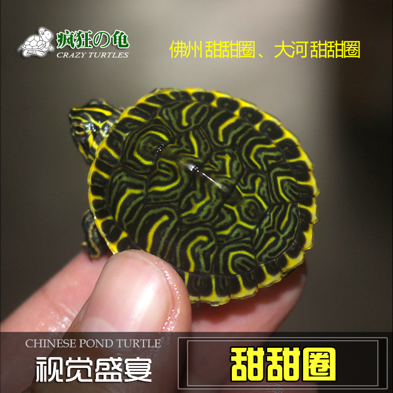 疯狂的龟甜甜圈头苗系列