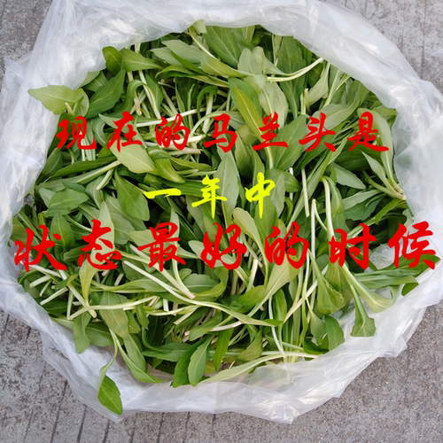 现采马兰头新鲜菜不水洗不泡水嫩