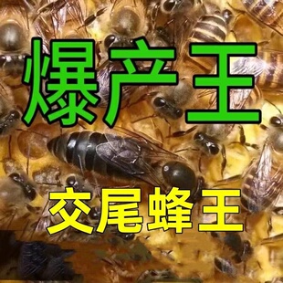 四川阿坝蜂王高产蜜开产土蜂优质种良开产活体中锋开产蜂王已交尾