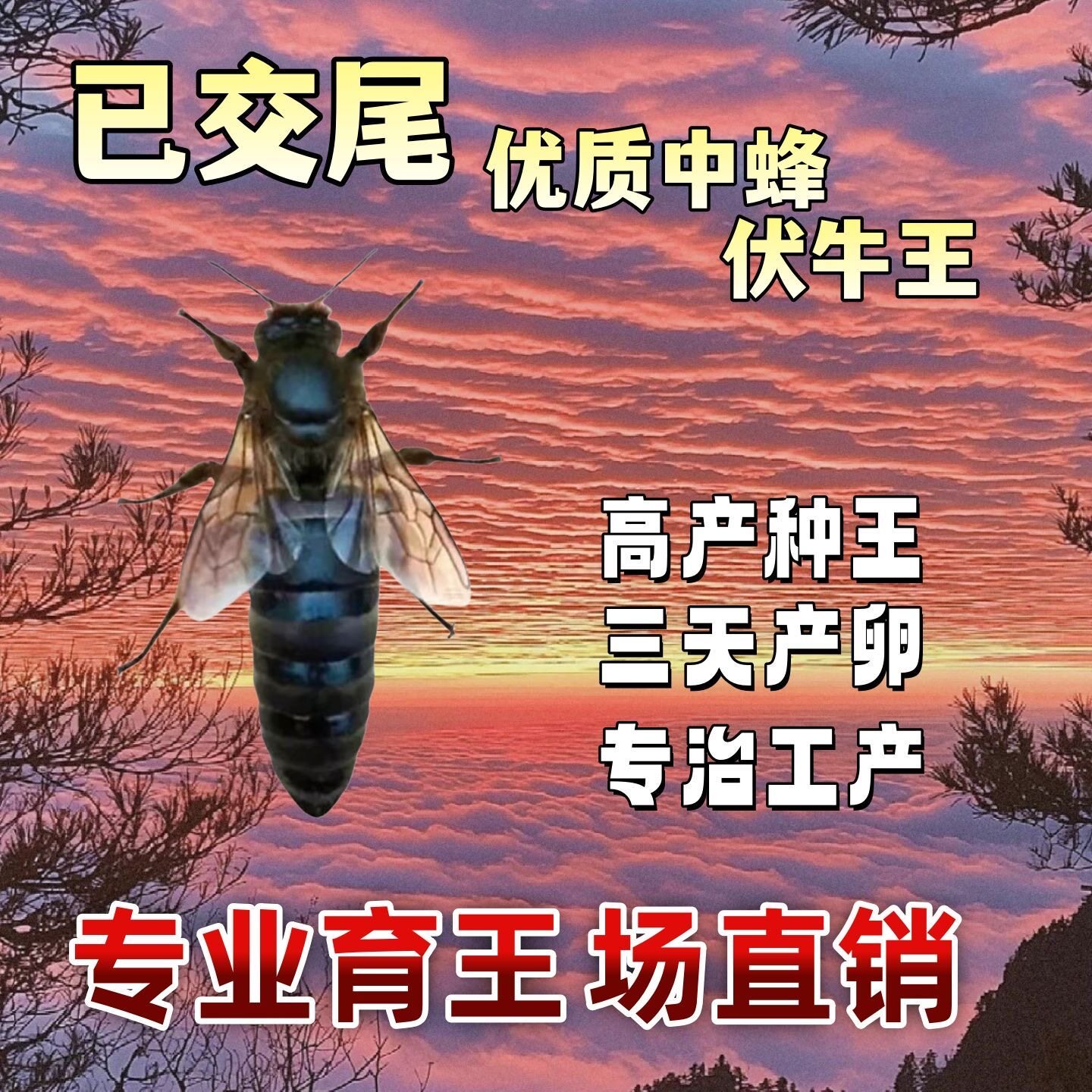 优质中蜂王阿坝开产王已交尾王种双色广西云南土蜂