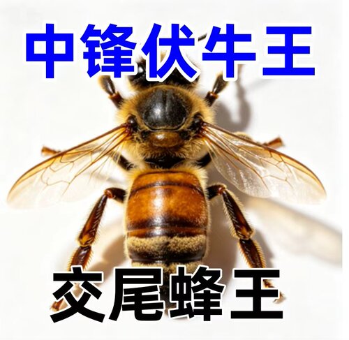 中蜂蜂王自然交尾蜂群伏牛种王土蜂杂交双色开产王四川广东产卵王