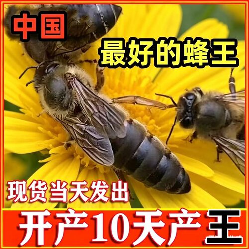 中蜂蜂王自然交尾蜂群伏牛种王土蜂杂交双色开产王四川广东产卵王