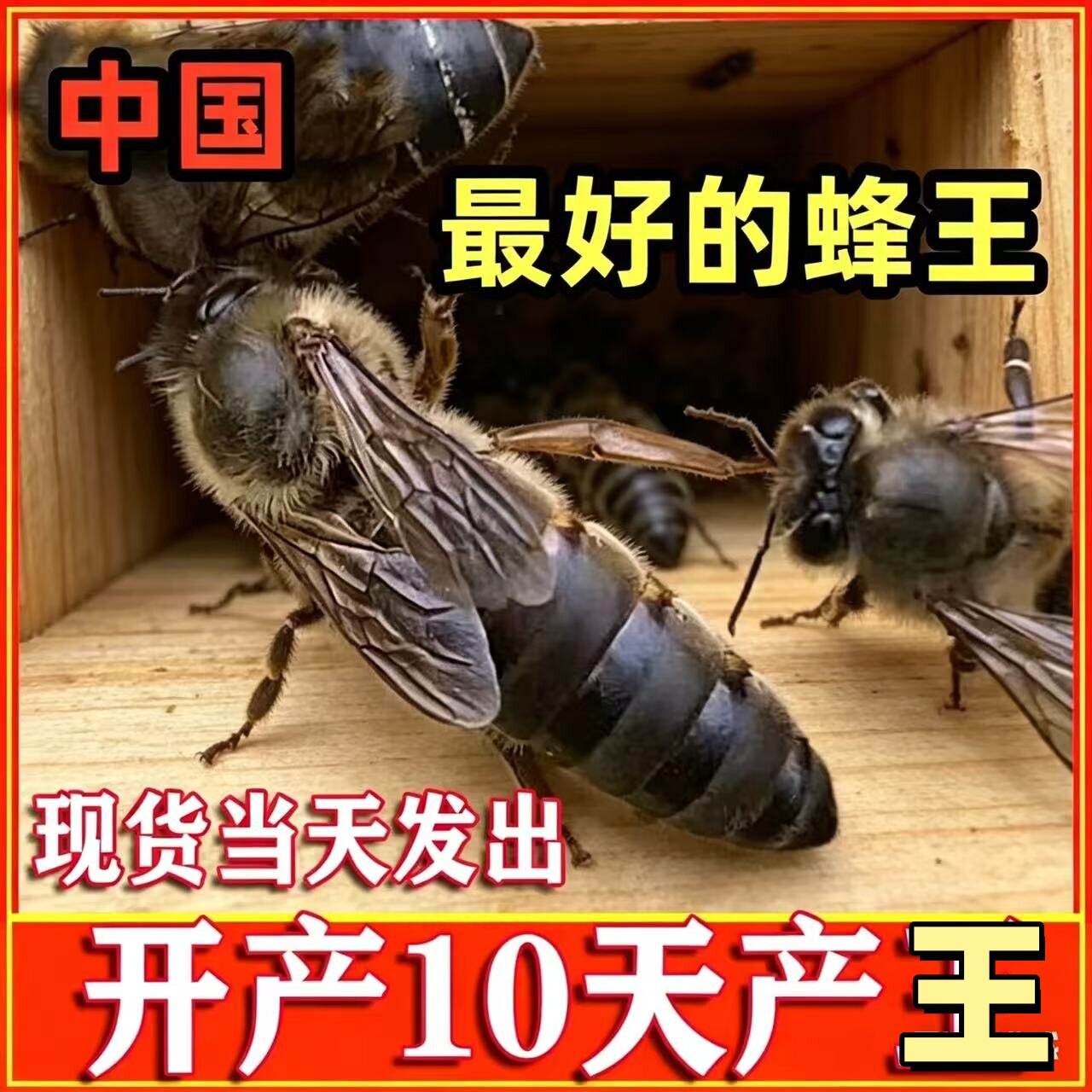 优质中蜂王阿坝开产王交尾王种双色广西云南土蜂伏牛王强群开产王