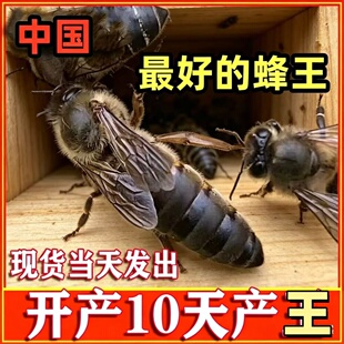 优质中蜂王阿坝开产王交尾王种双色广西云南土蜂伏牛王强群开产王
