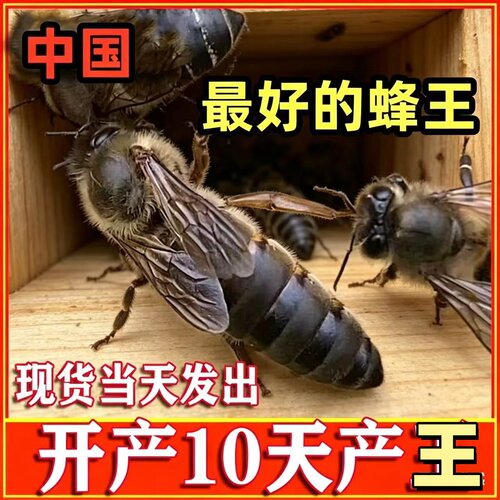 优质中蜂王阿坝开产王交尾王种双色广西云南土蜂伏牛王强群开产王