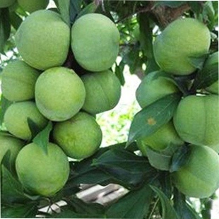 四川阿坝高原原生态青红脆李脱骨李羌脆李现摘汶川茂县李子孕妇李