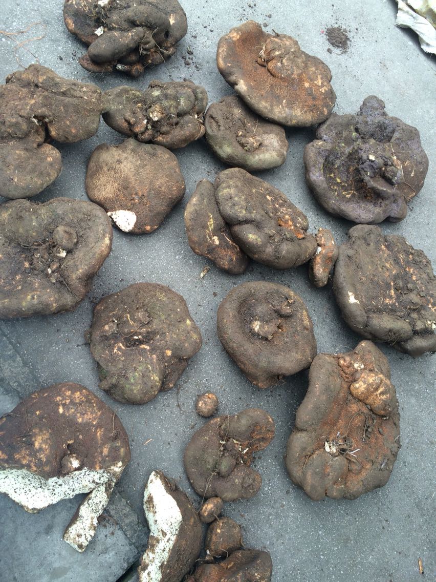 蛇莲贵州野生蛇莲雪胆新鲜蛇莲28元每斤