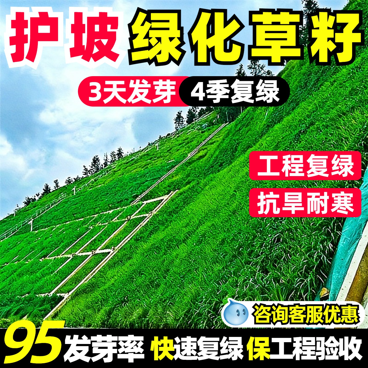 护坡草种子紫穗槐猪屎豆复绿草籽银合欢灌木刺槐盐肤木多花木兰