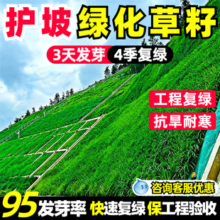 护坡草种子紫穗槐猪屎豆复绿草籽银合欢灌木刺槐盐肤木多花木兰