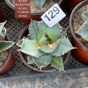 129仁王冠实生