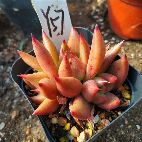 灵魂  小棵*单头*多头 景天科多肉植物